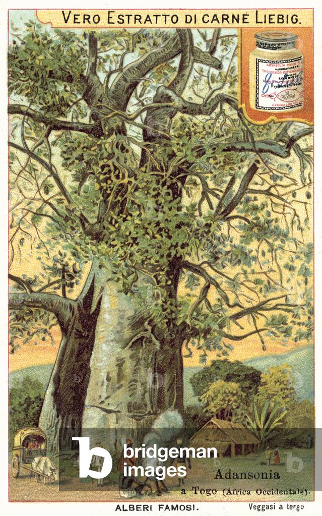 Adansonia tree in Togo (chromolitho)