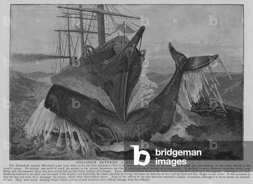 Collision between a Steamer and a Whale (engraving)