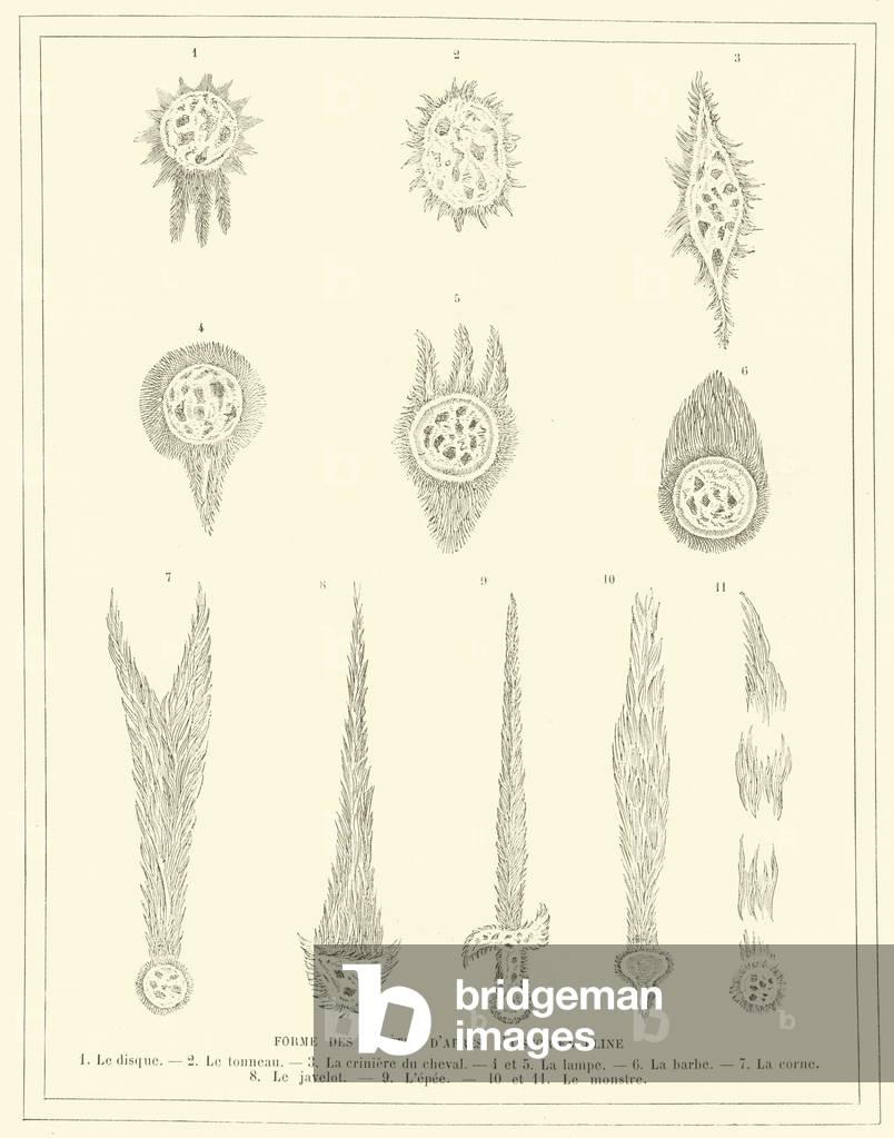 Forms of comets after the historian Pliny (engraving)