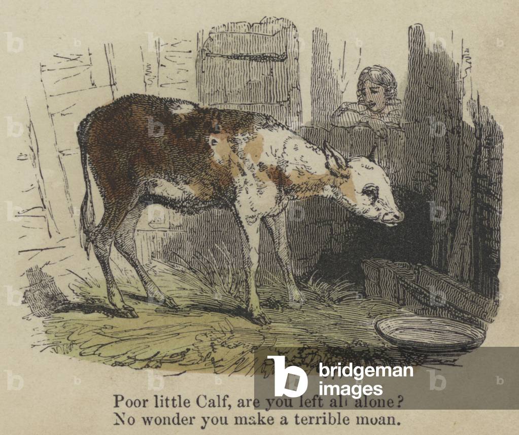 Poor little Calf, are you left all alone? No wonder you make a terrible moan (coloured engraving)