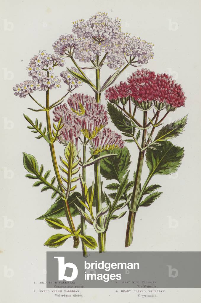 Flowering Plants of Great Britain: Red Spur Valerian, Small Marsh Valerian, Great Wild Valerian, Heart Leaved Valerian (colour litho)