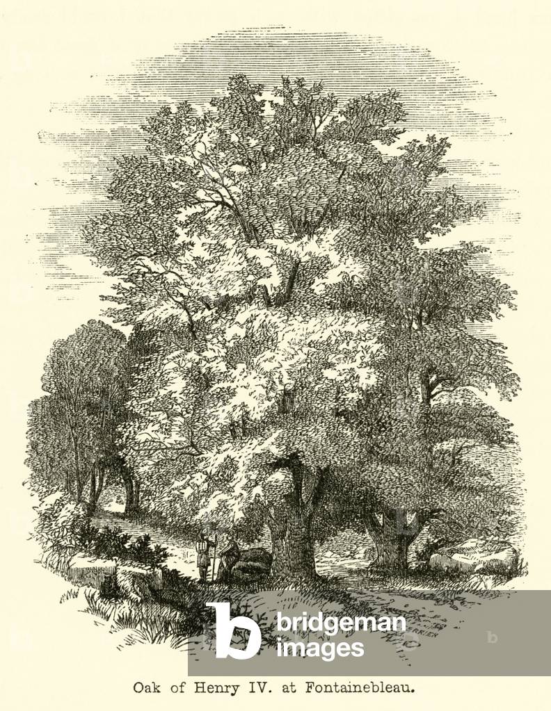 Oak of Henry IV, at Fontainebleau (engraving)