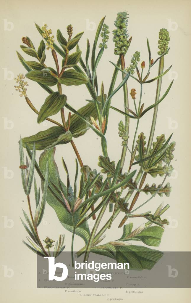 Small Pondweed, Grassy Pondweed, Sharp-Leaved Pondweed, Grass-Wrack-Like Pondweed, Curly Pondweed  (colour litho)