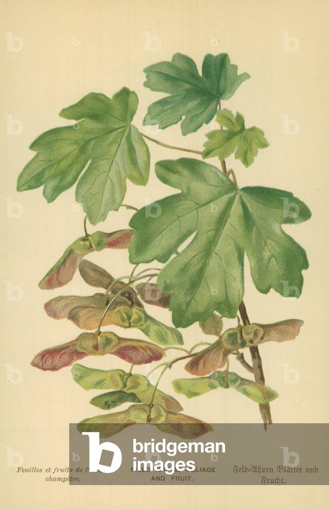 Érable de Champ, 20th Siècle par William Henry James Boot