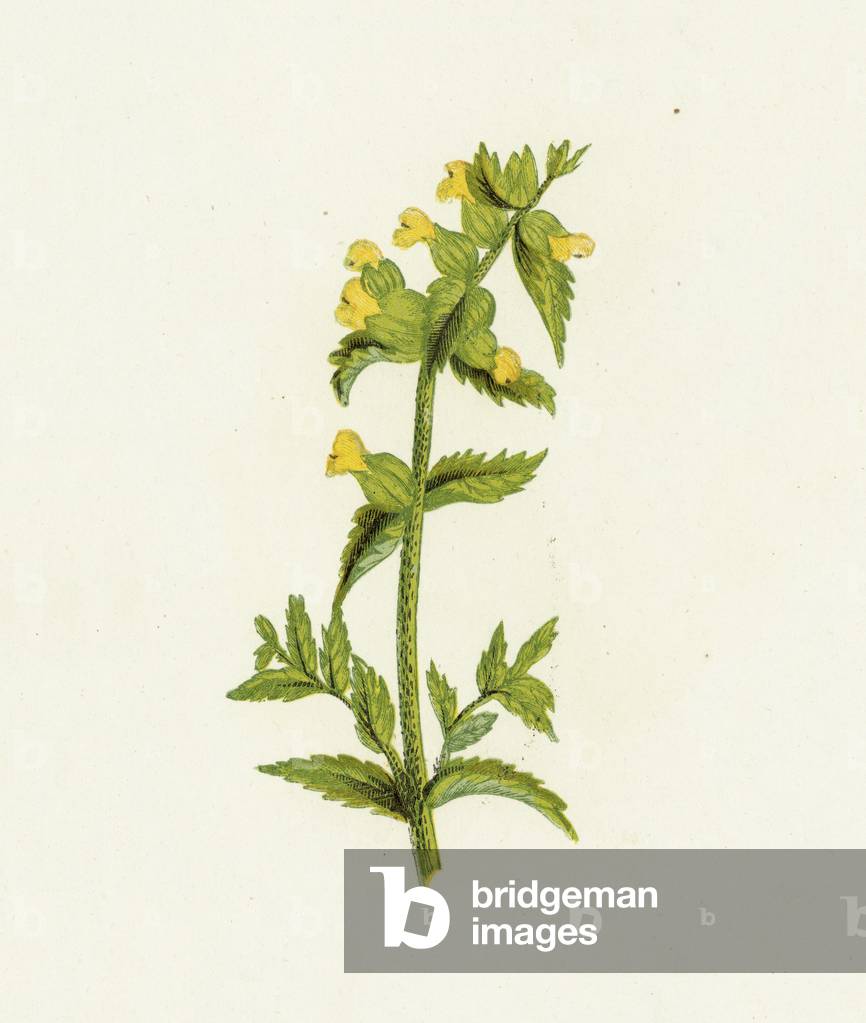 Common Yellow Rattle, Rhinanthus Crista-Galli (colour litho)