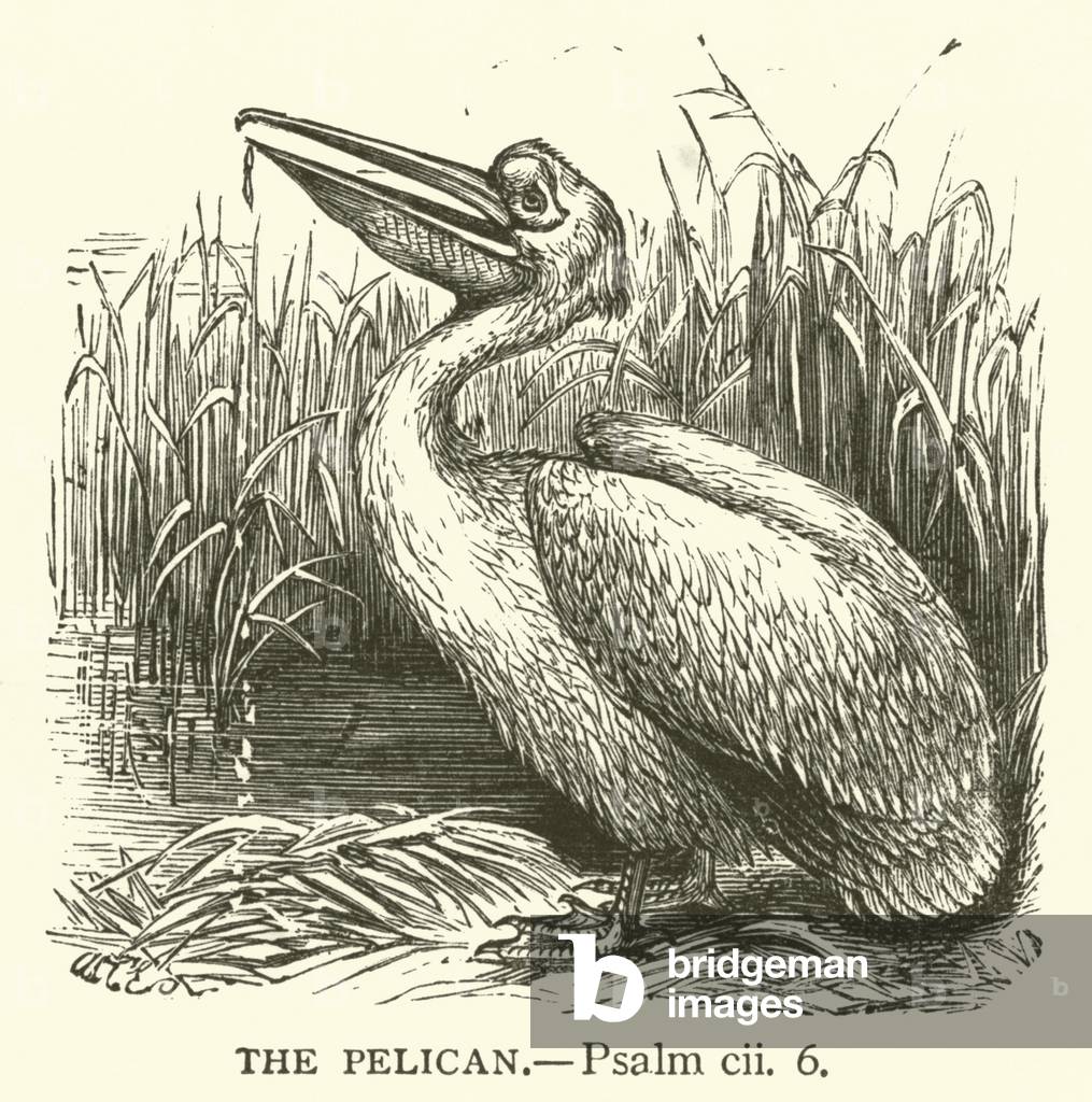 The Pelican, Psalm, cii, 6 (engraving)