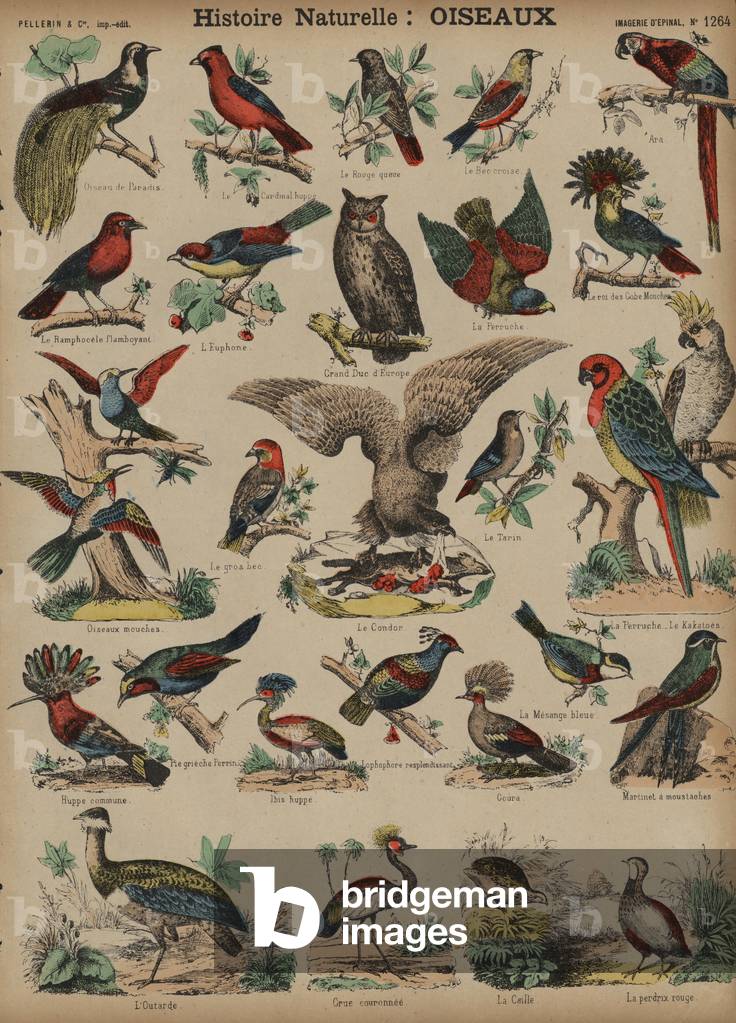 Wild birds (coloured engraving)