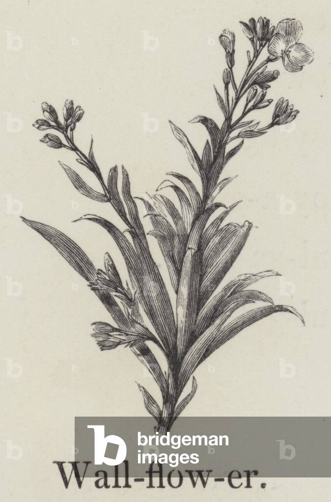 Wallflower (engraving)