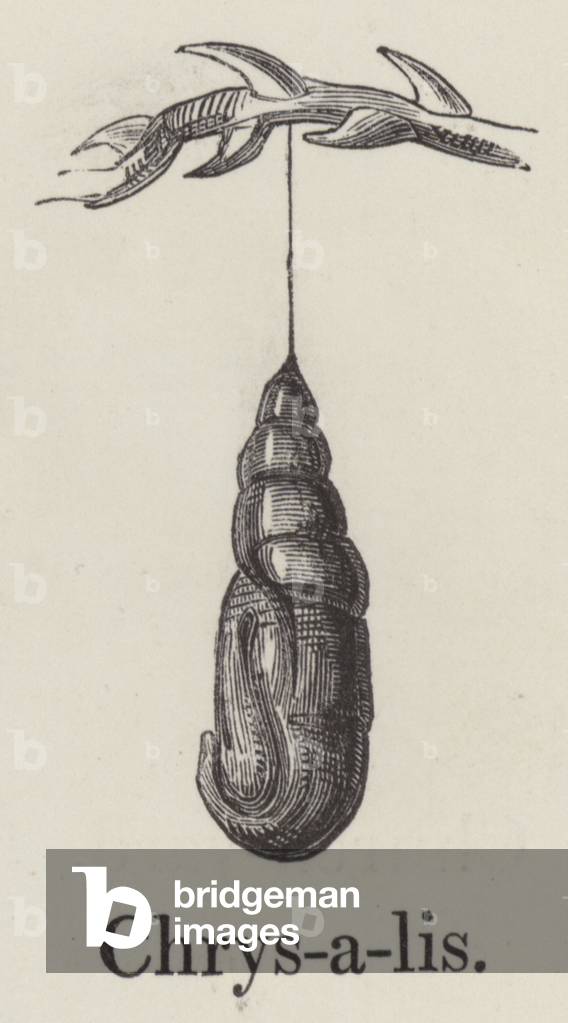 Chrysalis (engraving)
