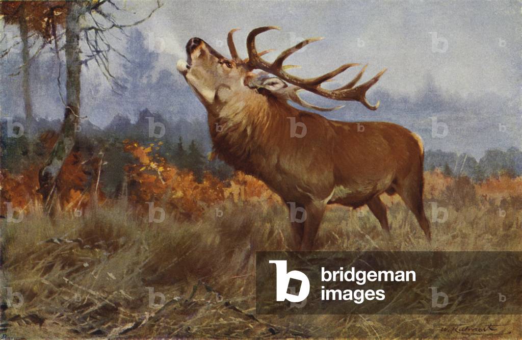 Red Deer (colour litho)