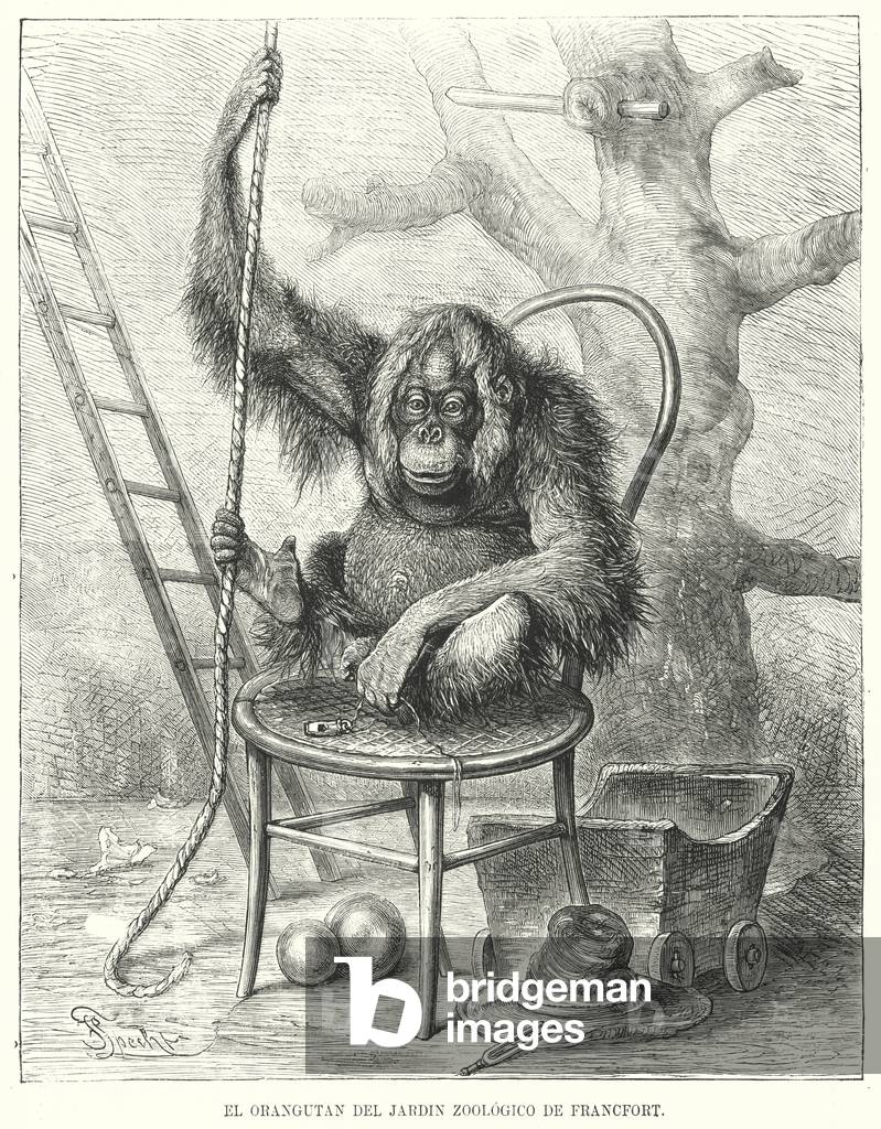 Orangutan in Frankfurt Zoo, Germany (litho)