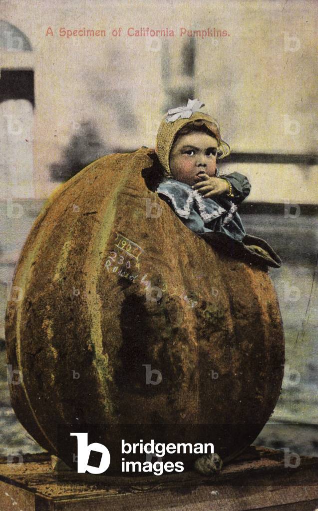A specimen of California pumpkins (tinted photo)