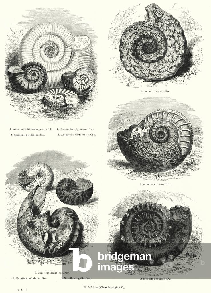 Fossils of ammonites and nautilus (litho)