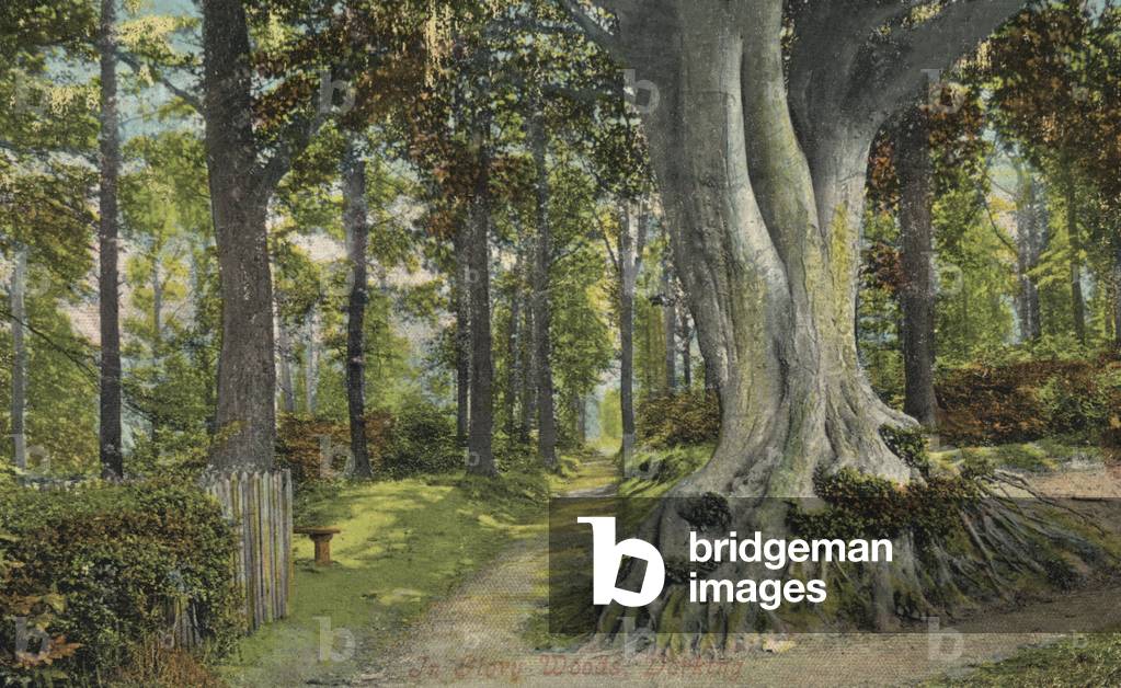 Glory Woods, Dorking (colour photo)