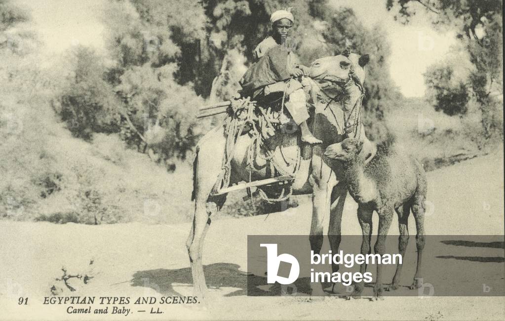 Egyptian Types and Scenes, Camel and Baby (b/w photo)