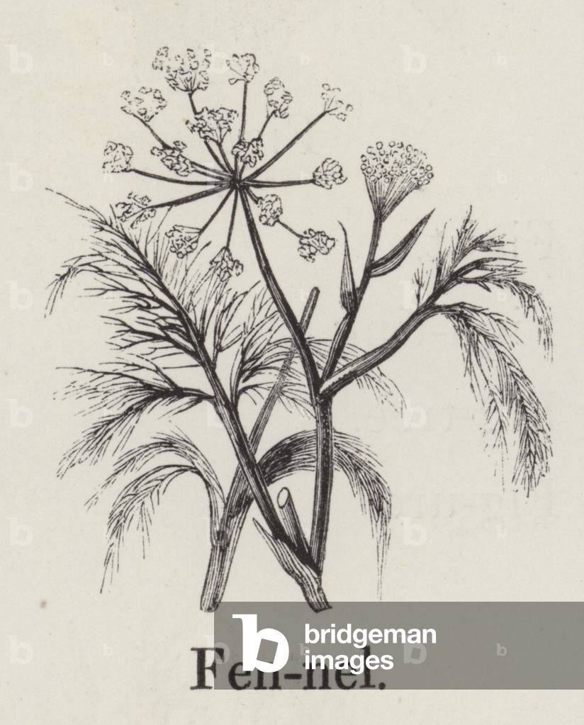 Fennel (engraving)