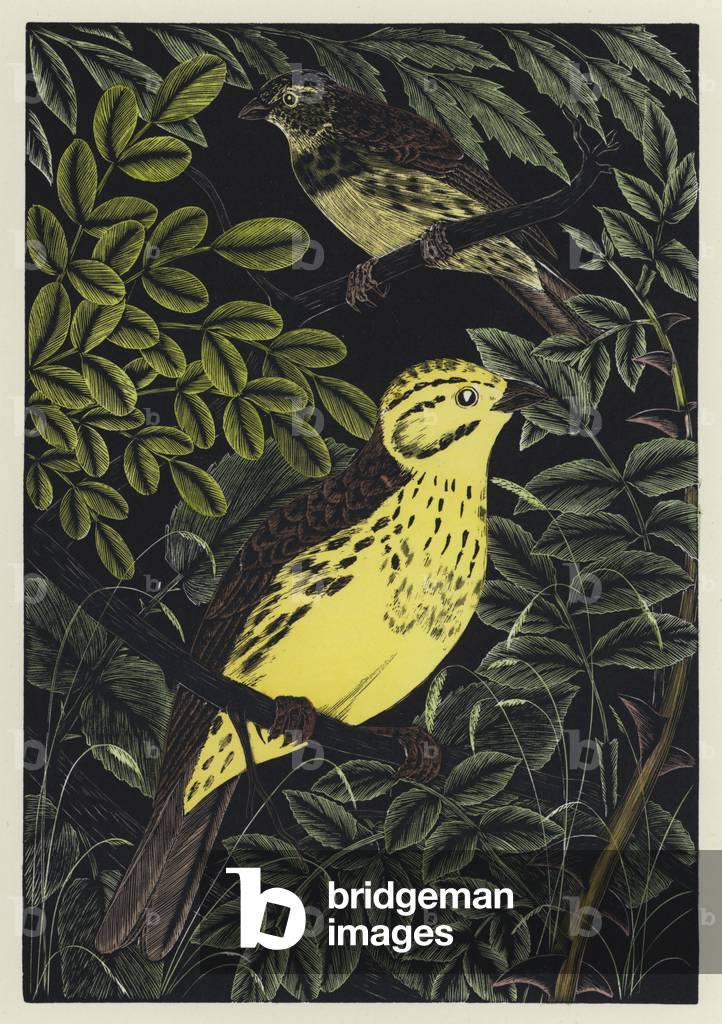 Yellowhammers (coloured engraving)