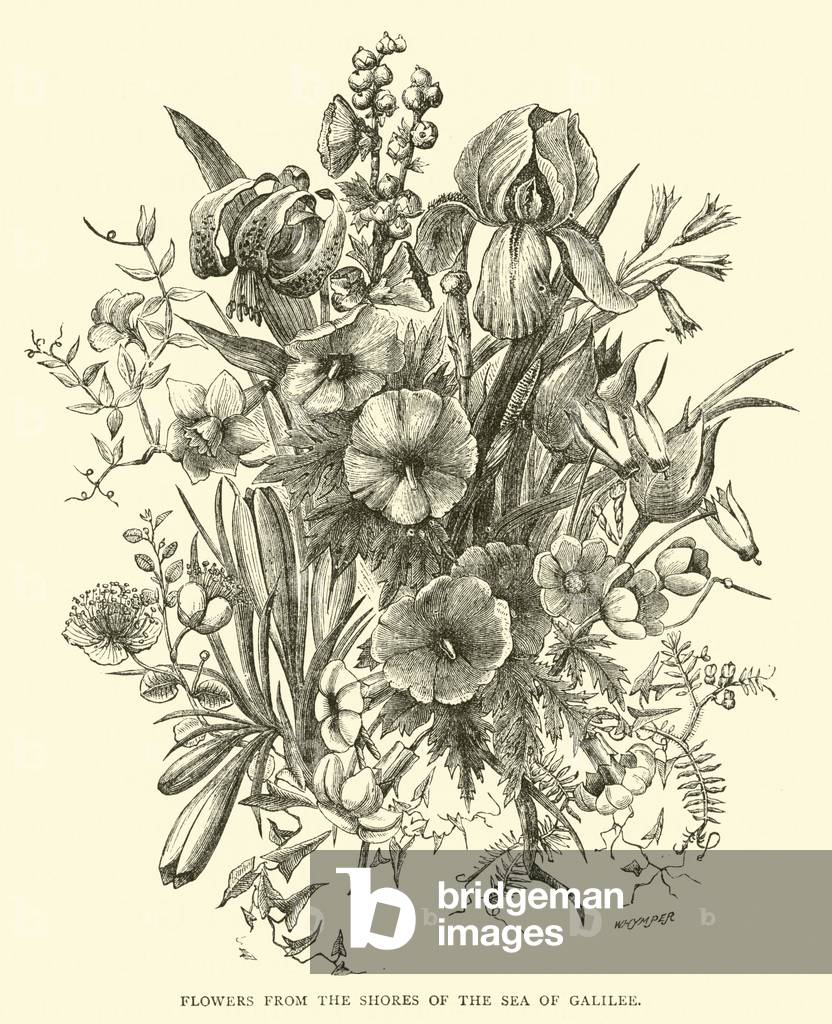 Flowers from the shores of the Sea of Galilee (engraving)