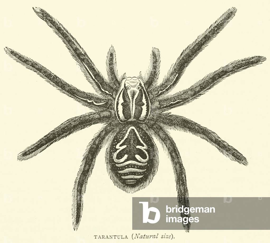 Tarantula, Natural size (engraving)