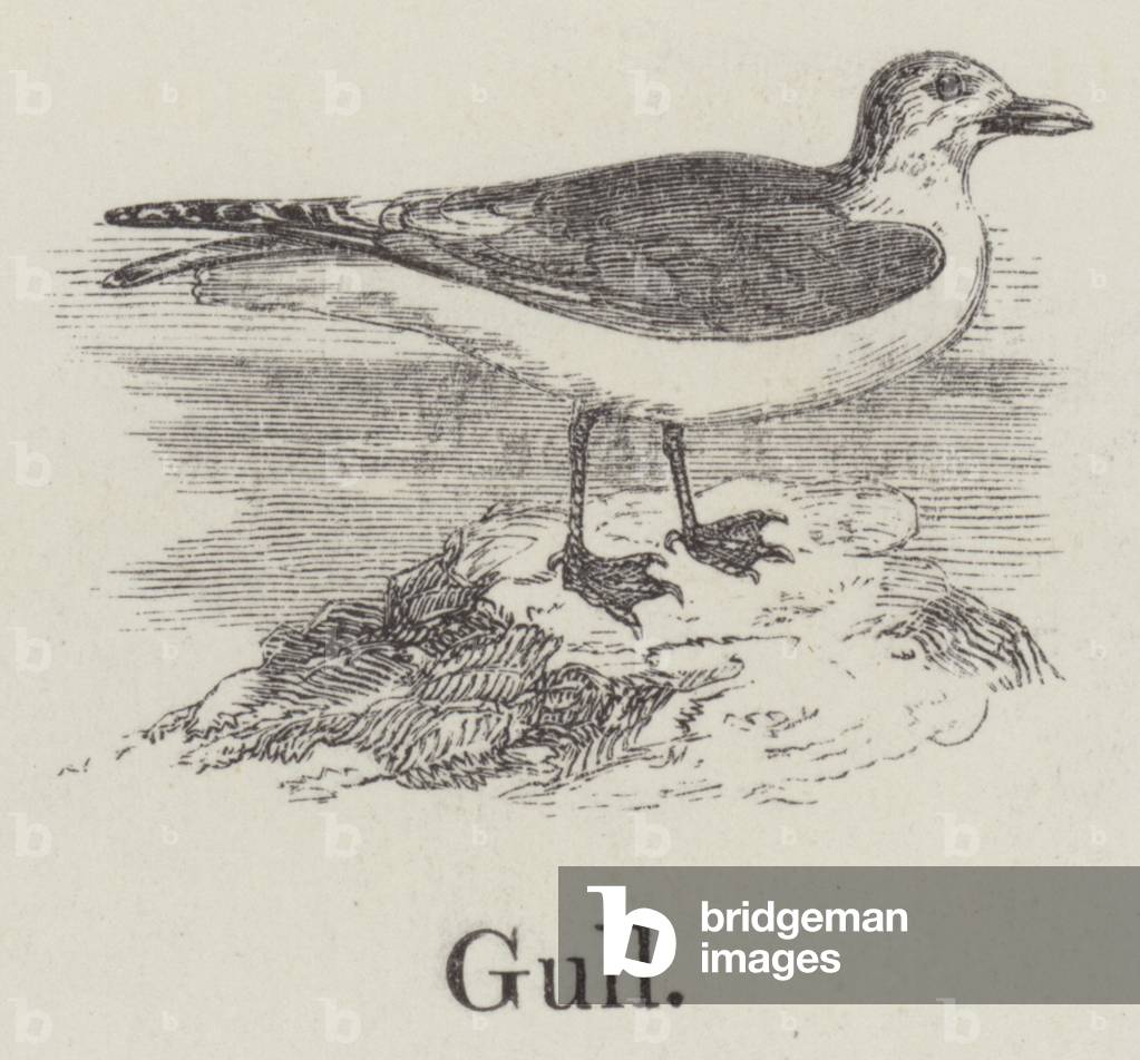 Gull (engraving)