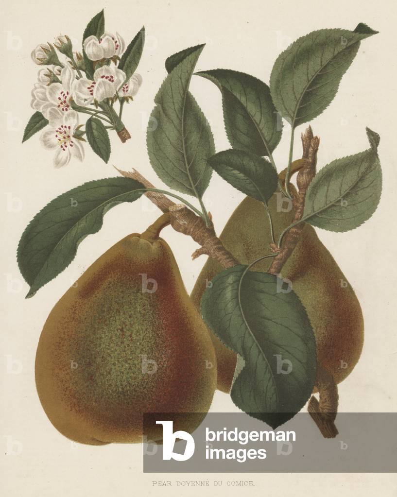 Pear Doyenne du Comice (colour litho)