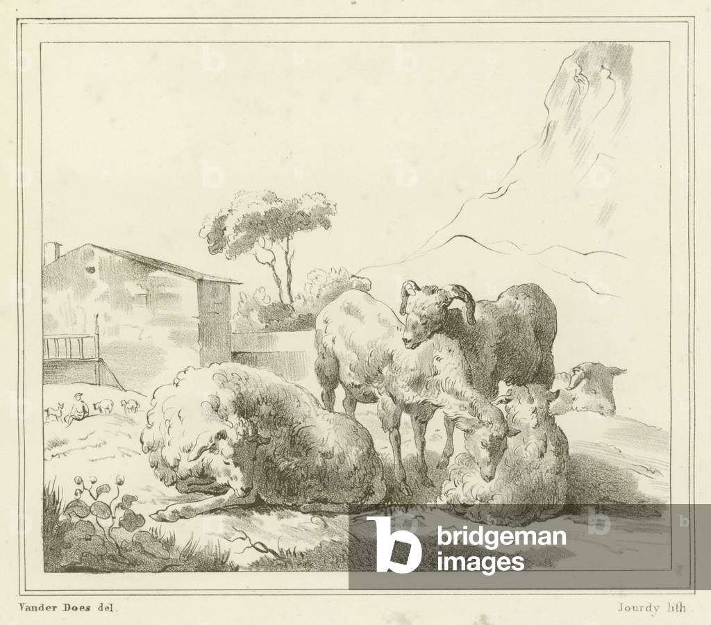 Sheep in a landscape (engraving)
