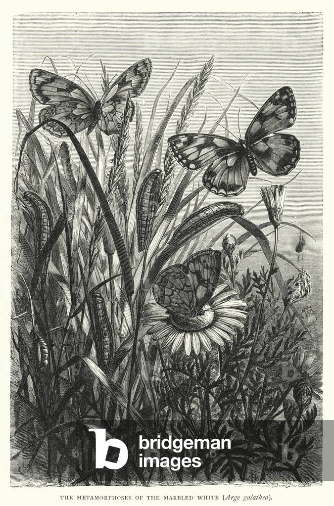 The Metamorphoses of the Marbled White, Arge galathea (engraving)