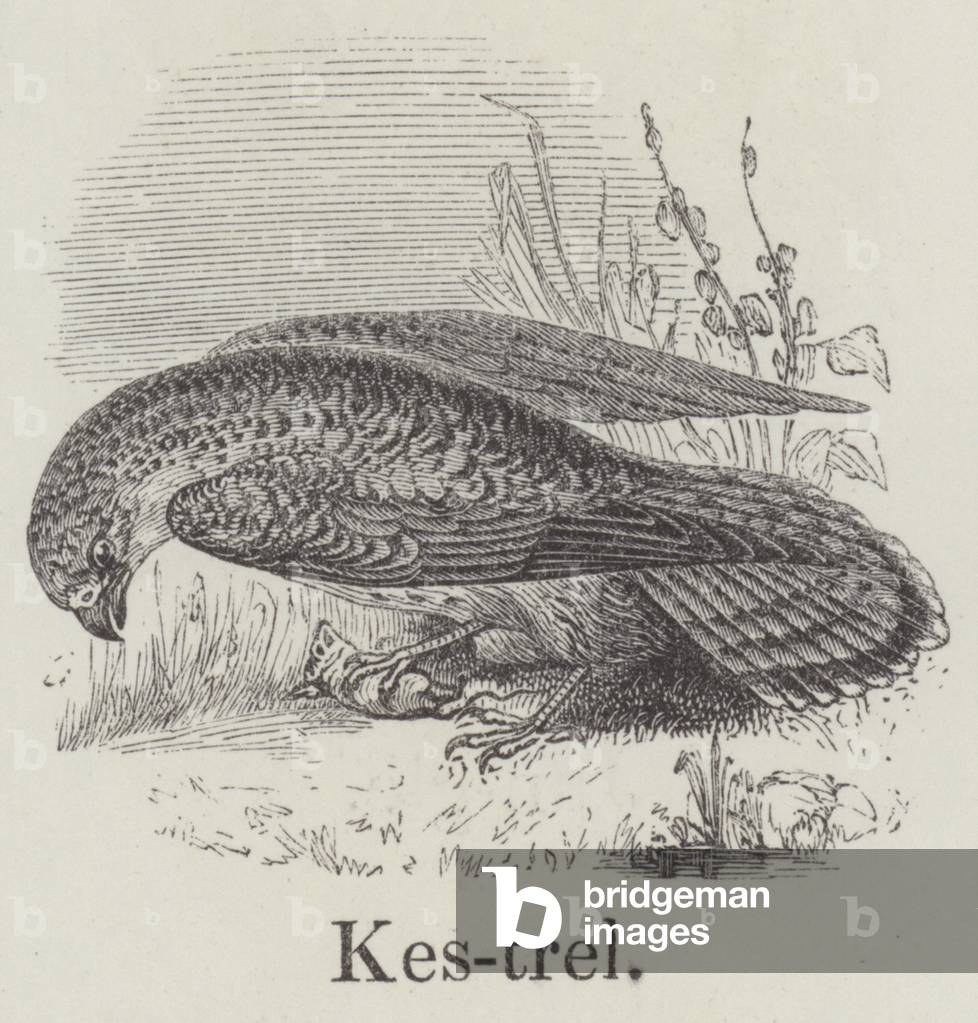 Kestrel (engraving)