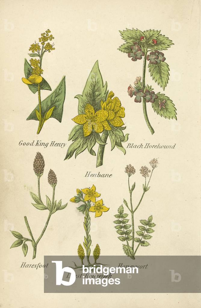 Good King Henry, Henbane, Black Horehound, Haresfoot, Least Houseleek, Honeywort (colour litho)