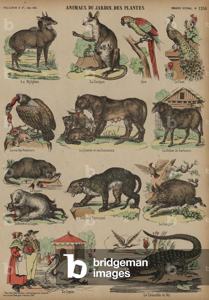 Animals of the Jardin des Plantes, Paris, France (coloured engraving)