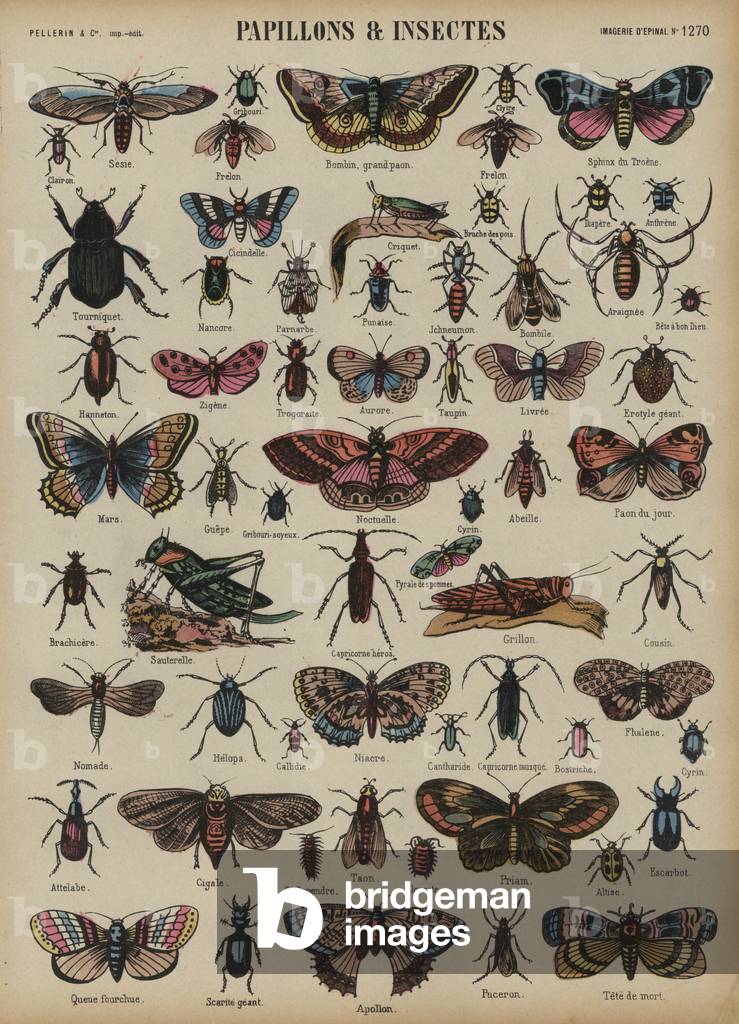 Butterflies and other insects (coloured engraving)