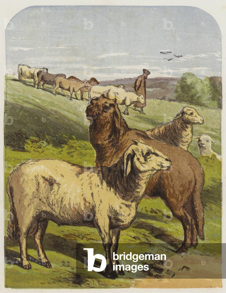 Sheep (chromolitho)