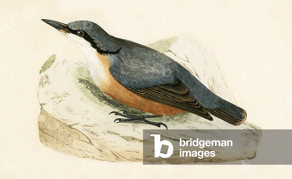 Dalmatian Nuthatch, illustration from 'A History of the Birds of Europe Not Observed in the British Isles' by Charles Robert Bree (1811-86), published 1867 (colour litho)