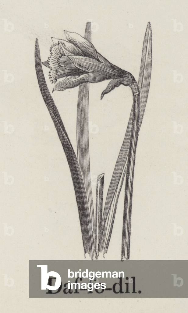 Daffodil (engraving)