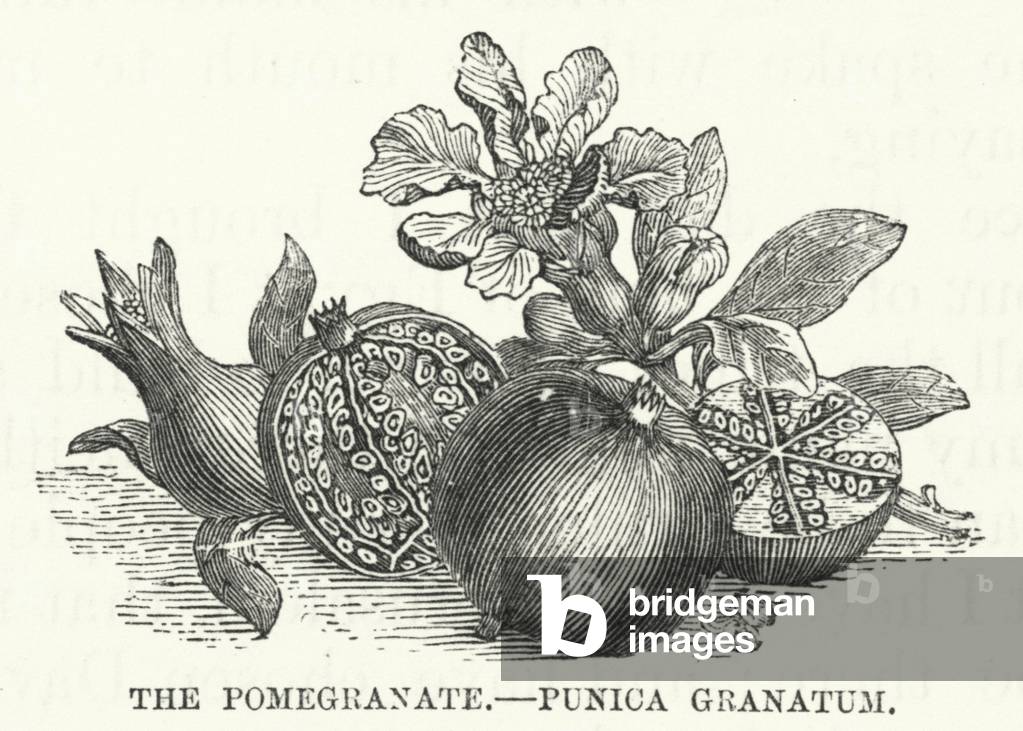 The Pomegranate, Punica Granatum (engraving)