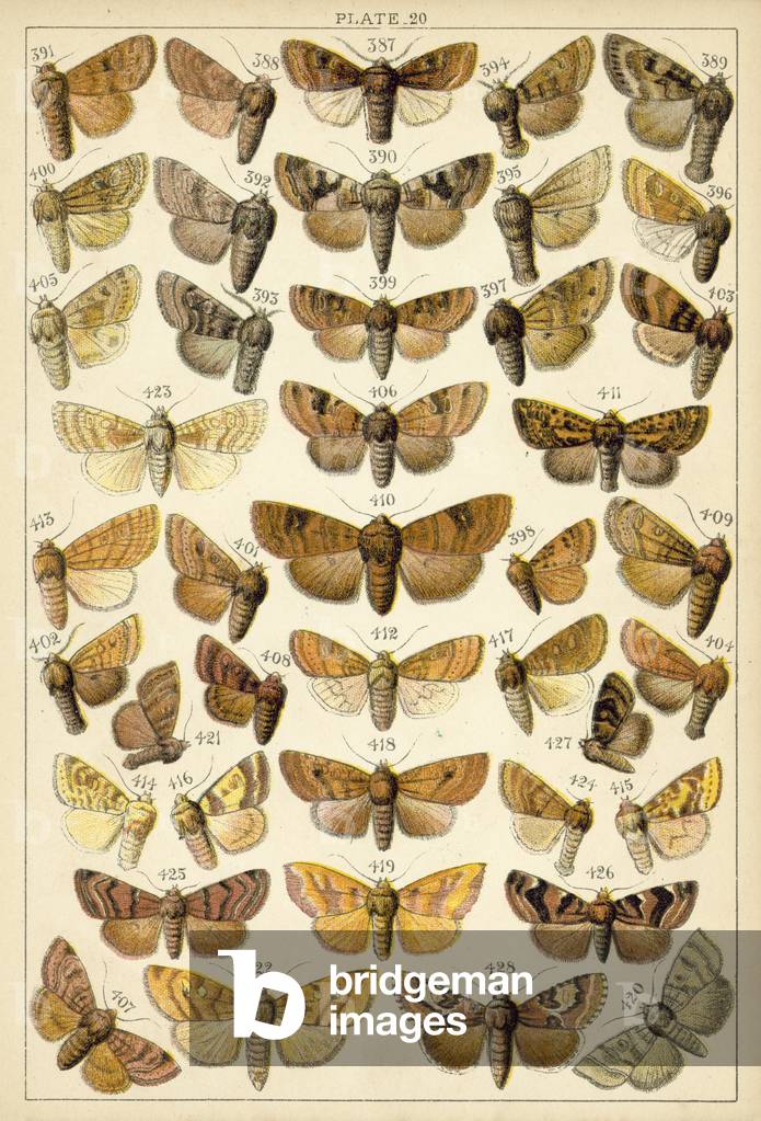 Plate from Our Country's Butterflies and Moths (chromolitho)