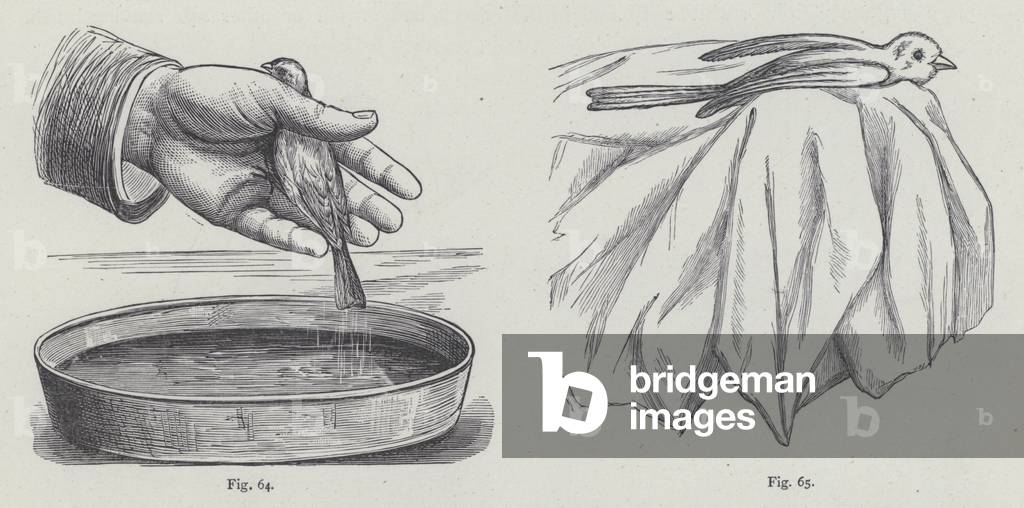 Washing Canaries (colour litho)