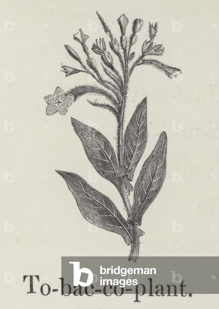 Tobacco plant (engraving)