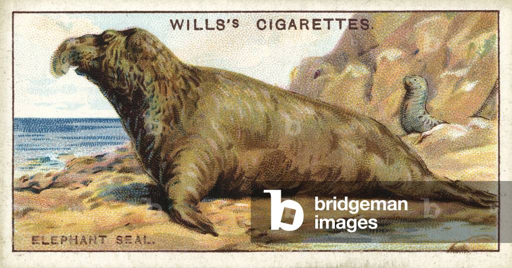 The Elephant Seal, which inflates its trunk like a toy-balloon (chromolitho)