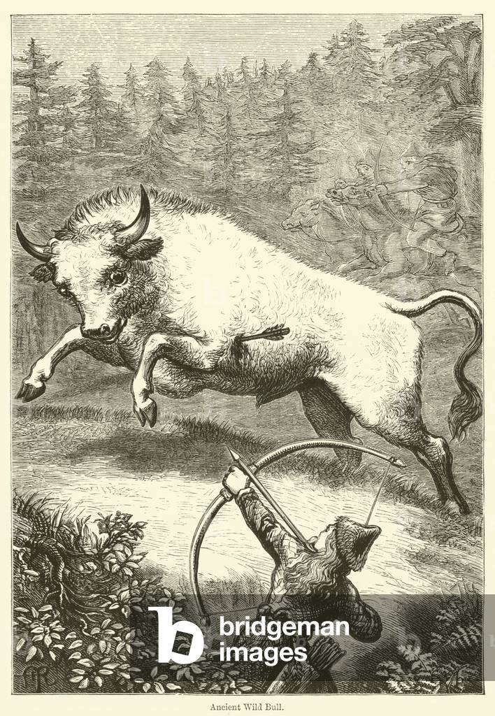Ancient Wild Bull (engraving)