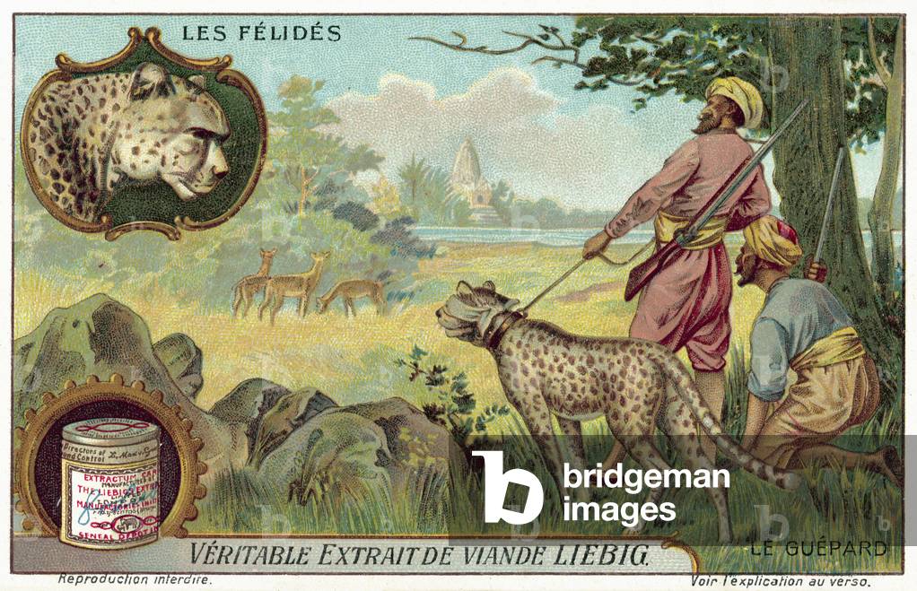 Cheetah (chromolitho)