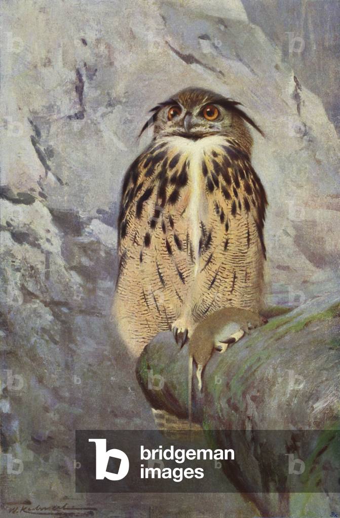 Horned Owl (colour litho)