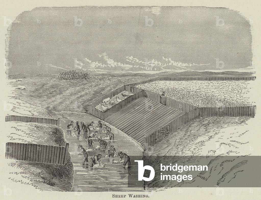 Sheep Washing (engraving)