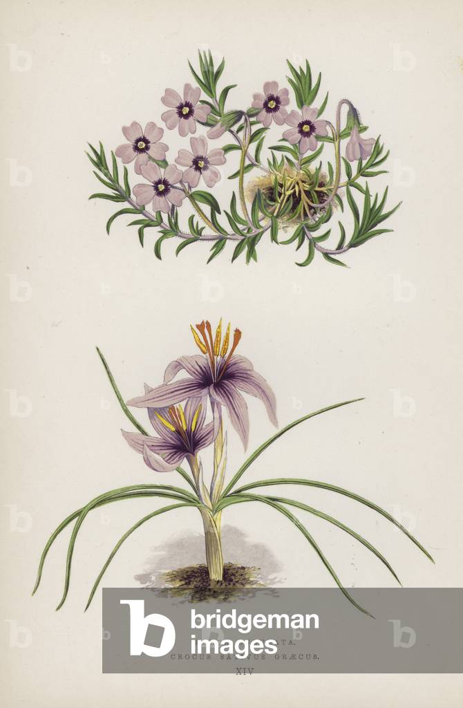 Phlox Subulata; Crocus Sativus Graecus (colour litho)