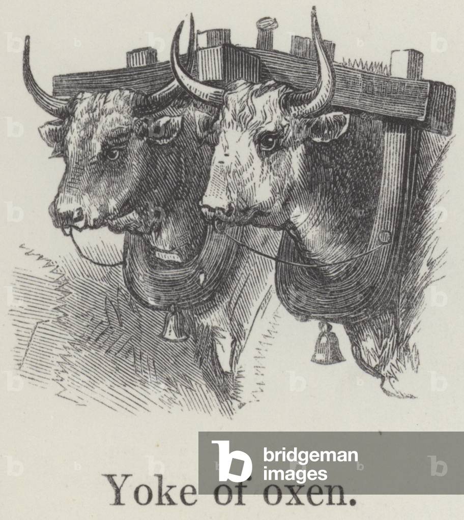 Yoke of oxen (engraving)