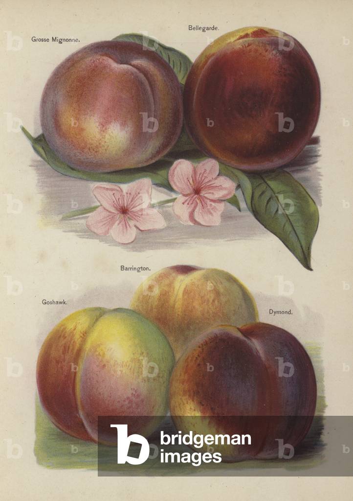 Grosse Mignonne, Bellegarde, Goshawk, Barrington, Dymond (chromolitho)