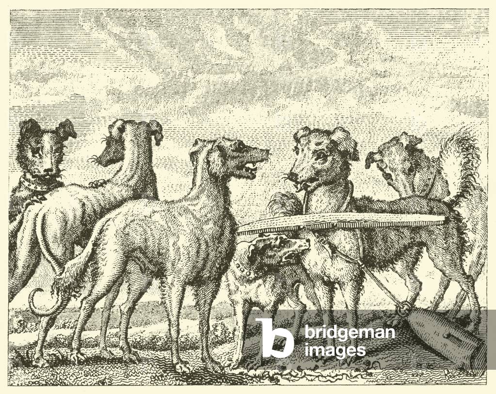 The mischievous dog (engraving)