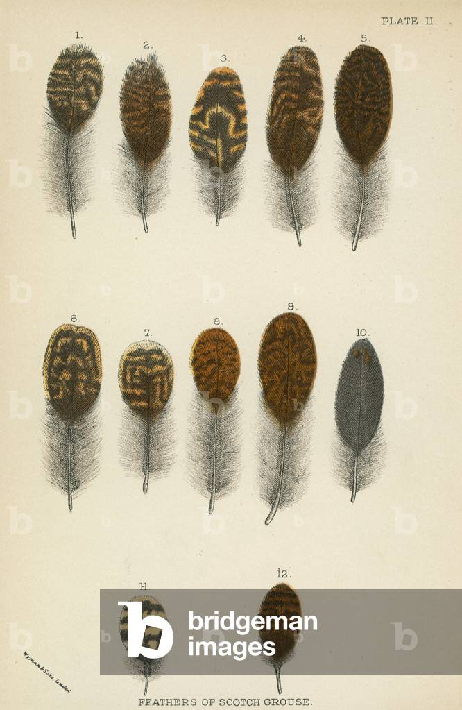 Feathers of Scotch Grouse 20th by English Artist, b/w