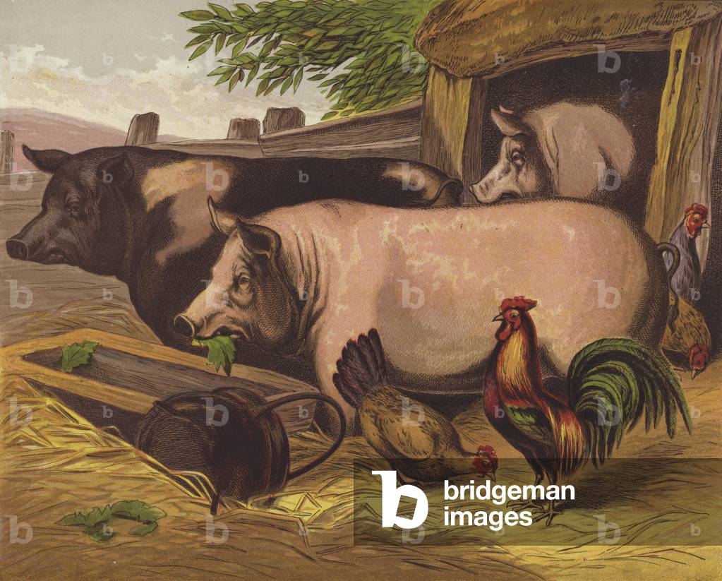 Pigs (colour litho)