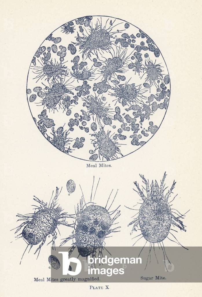 Meal Mites (colour litho)